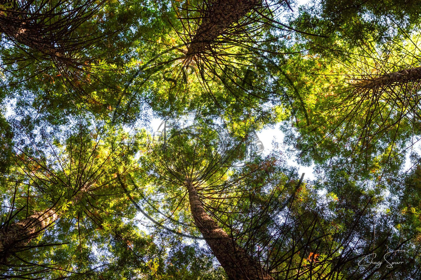 Canopy from Below