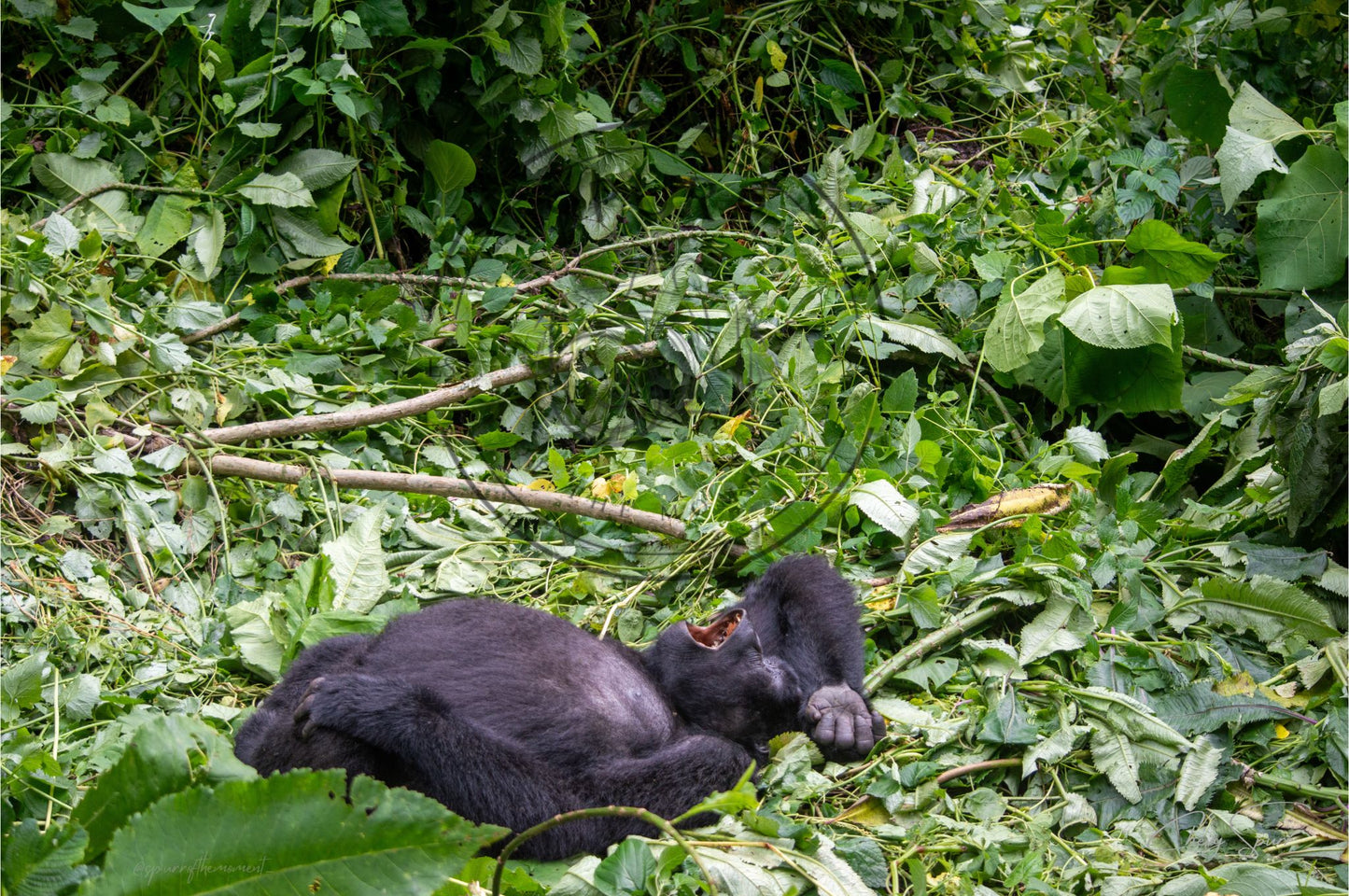 Time for a nap