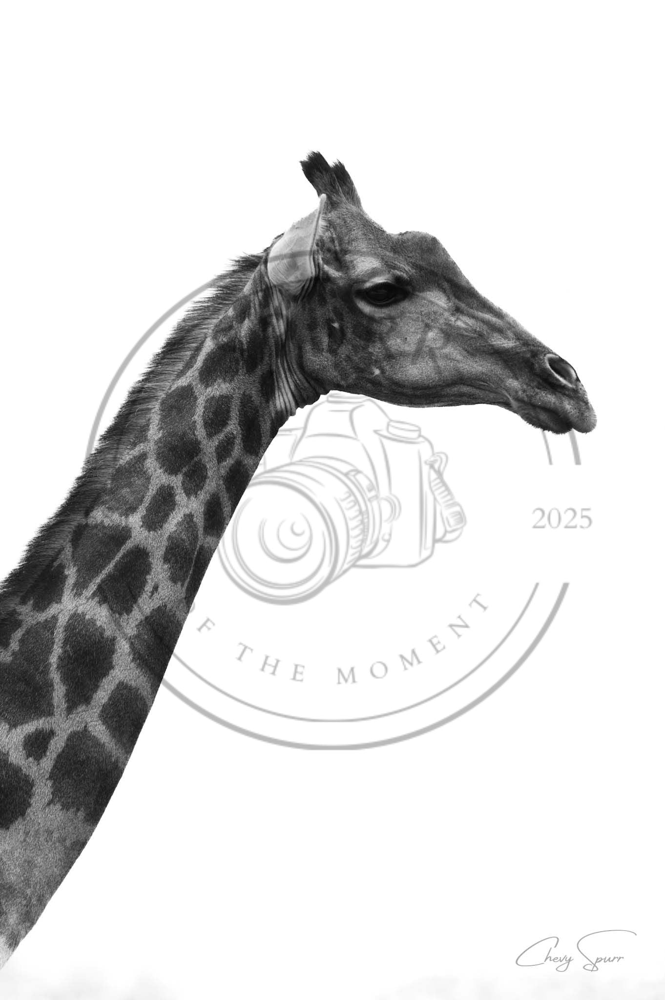 Monochrome Giraffe