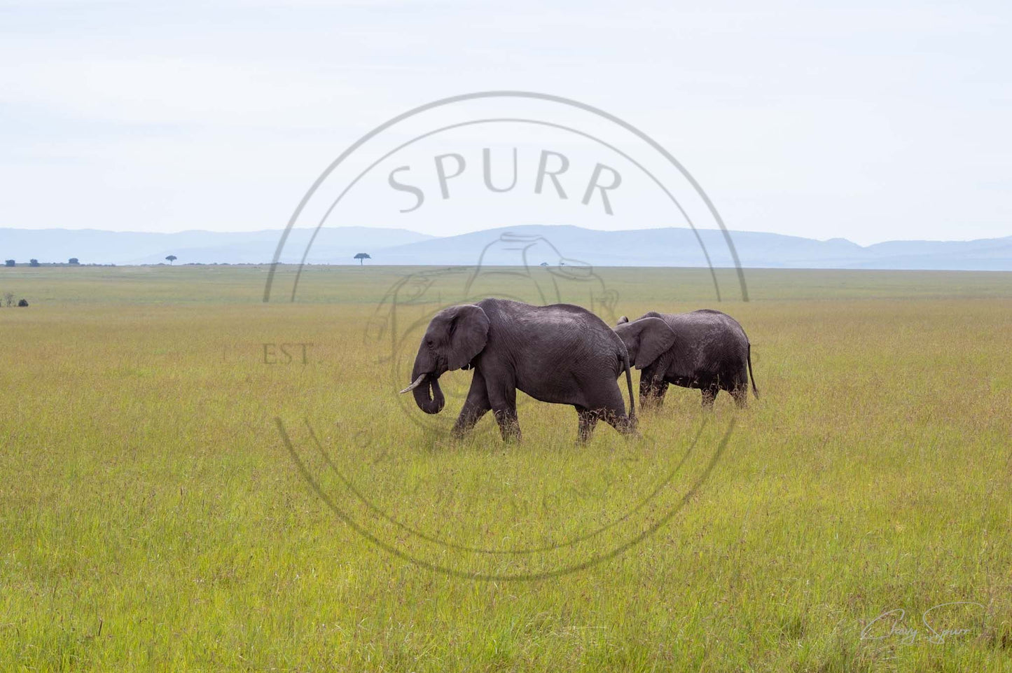 Elephants of the Maasai Mara